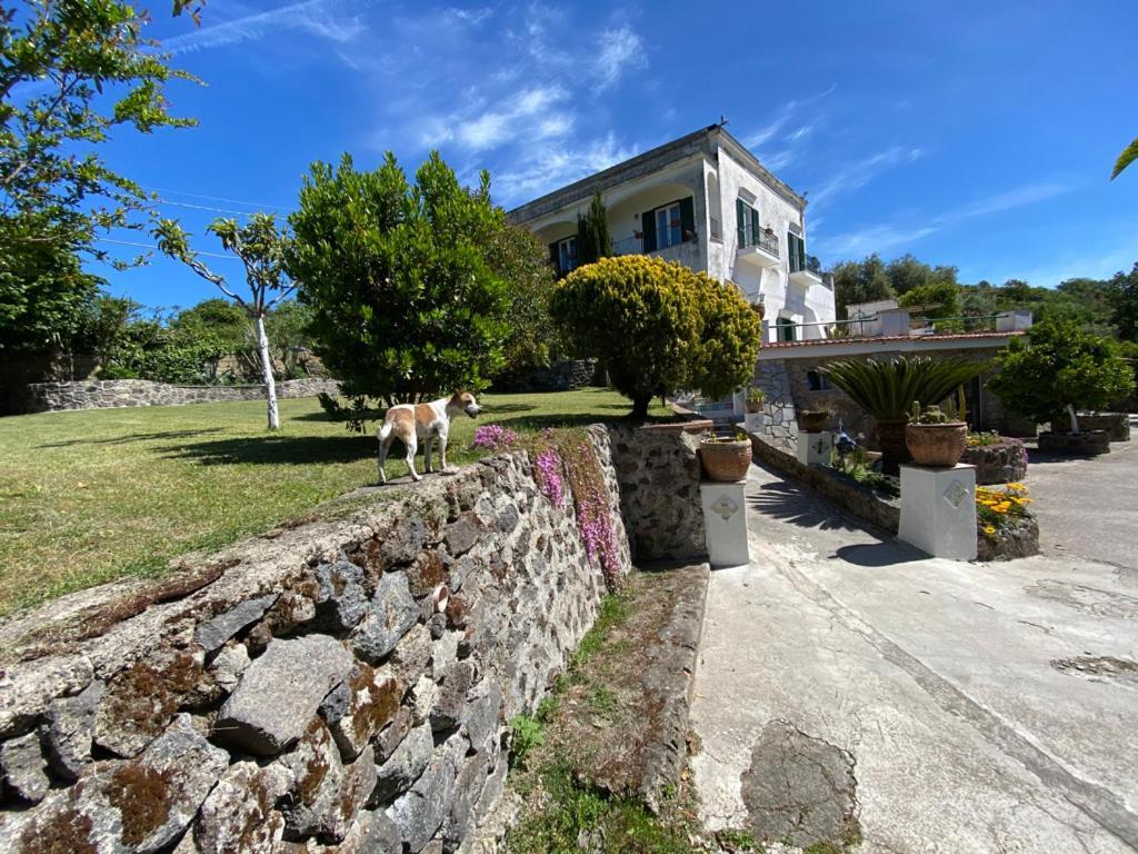 Villa Vincenzo Di Meglio Barano d'Ischia Ngoại thất bức ảnh