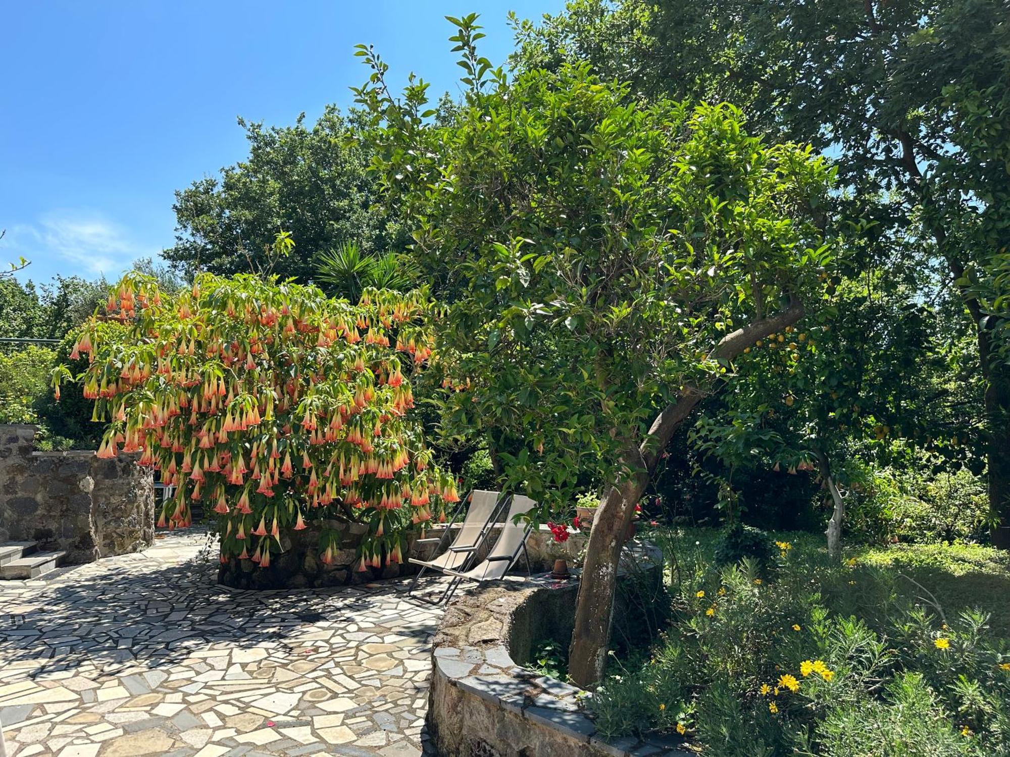 Villa Vincenzo Di Meglio Barano d'Ischia Ngoại thất bức ảnh