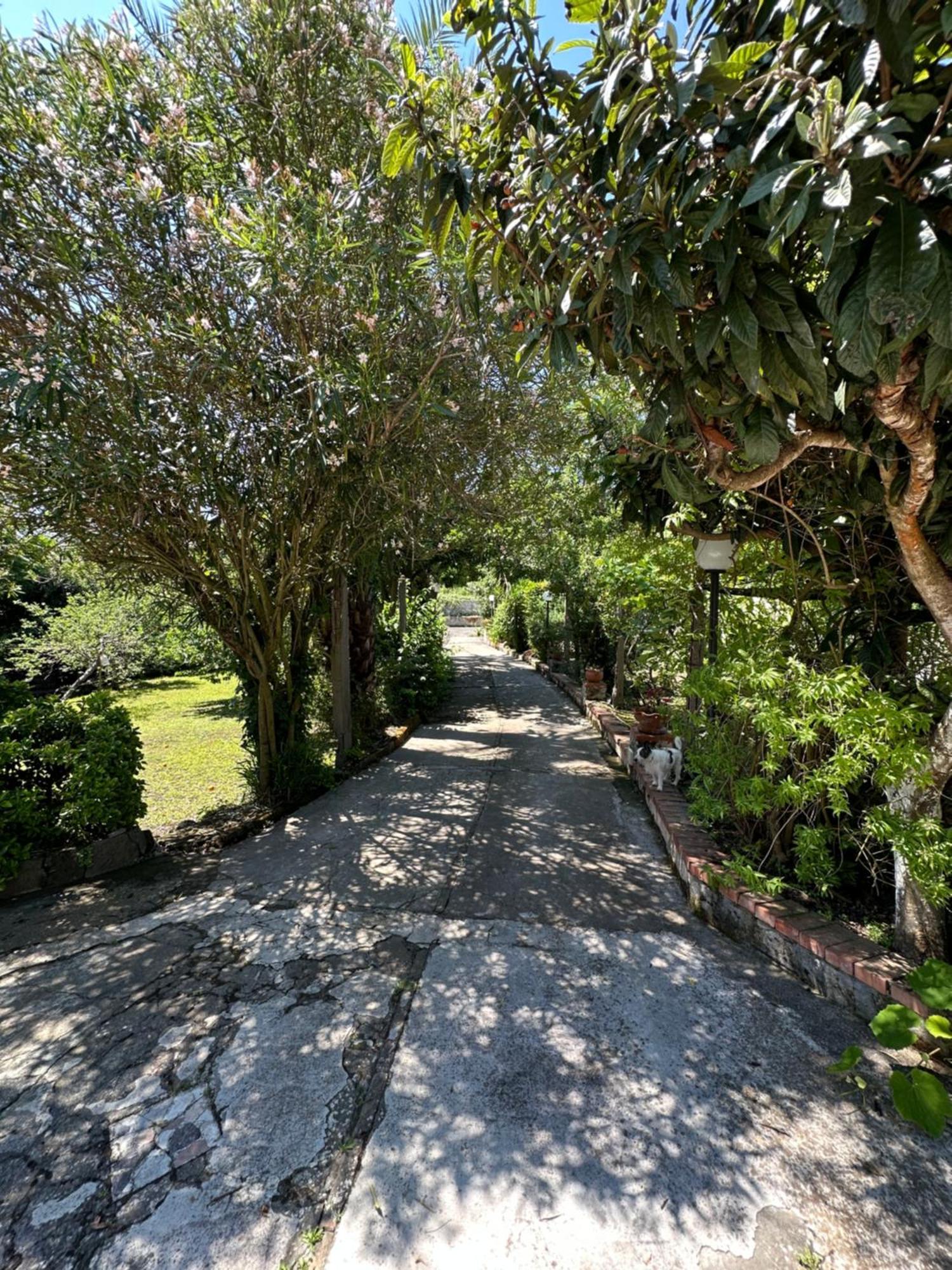 Villa Vincenzo Di Meglio Barano d'Ischia Ngoại thất bức ảnh